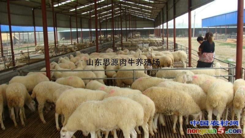 波尔山羊400斤公羊图片山东波尔山羊种羊基地
