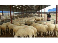 一只30斤羊羔多少钱 小山羊价格多少钱一只