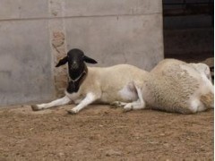 买小羊羔苗多少钱一只5公斤小羊羔最新价格