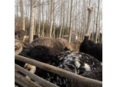 鴕鳥價格一只多少錢 鴕鳥苗多少錢一只鴕鳥苗多少錢