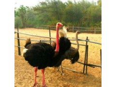鴕鳥多少錢一只非洲鴕鳥苗多少錢一只