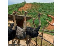 鴕鳥(niǎo)一只苗多少錢小鴕鳥(niǎo)苗多少錢一只