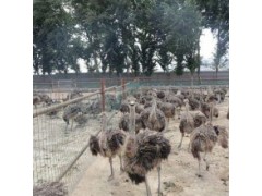 駝鳥苗價(jià)格多少錢一只養(yǎng)鴕鳥幼崽多少錢一只