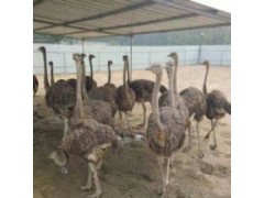 300斤的鸵鸟能卖多少钱鸵鸟苗多少钱一只 出售