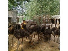 鴕鳥苗多少錢一只價(jià)格鴕鳥苗批發(fā)多少錢一只