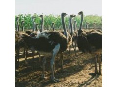 鴕鳥多少錢一只出售鴕鳥苗多少錢一只
