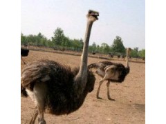 鴕鳥苗多少錢一只鴕鳥苗批發(fā)價(jià)多少錢
