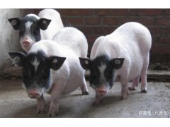 哪里賣巴馬香豬 巴馬香豬價(jià)格