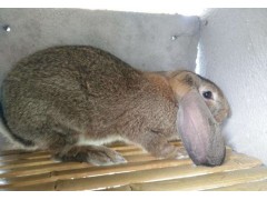 最大型的肉兔子品種 種獺兔兔苗多少錢一只