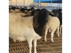 活羊收购价多少钱一斤 内蒙古活羊今日收购价