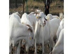 養(yǎng)多少羊一年能掙10萬 山東養(yǎng)羊基地