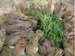 肉兔價格正宗肉兔多少錢一斤