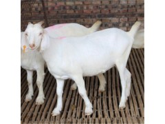 純種白頭杜泊羊多少錢(qián)一只 杜泊羊報(bào)價(jià)