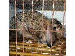 肉兔多少錢一斤肉兔價(jià)格多少錢一斤