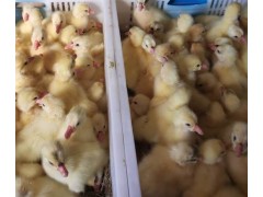 純種獅頭鵝苗價(jià)格 山東樊榮養(yǎng)殖場出售鵝苗
