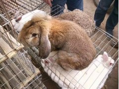 比利時兔養(yǎng)殖場雜交肉兔種兔價格