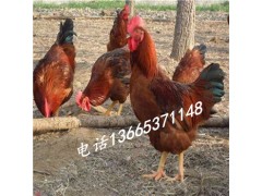公鸡品种16斤红 30天九斤黄鸡苗哪里有卖的