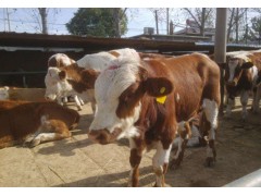 300斤牛犊价格表 西门塔尔牛苗价格