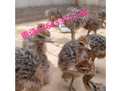 養(yǎng)殖鴕鳥(niǎo)能賺錢(qián)嗎 養(yǎng)殖鴕鳥(niǎo)的前景怎么樣啊