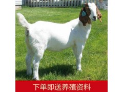 波爾山羊為什么不能養(yǎng) 波爾山羊純不純看哪里