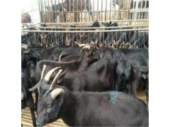 国内目前好的黑山羊品种 黑山羊品种大全