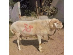 養(yǎng)羊50只一年賺多少錢 養(yǎng)50只小尾寒羊能掙多少錢