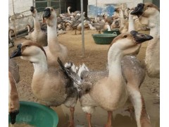 批發(fā)獅頭鵝苗 獅頭鵝苗價格 樊榮養(yǎng)殖公司出售鵝苗