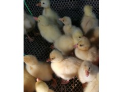 大型鵝苗養(yǎng)殖基地 鵝苗價格 獅頭鵝苗 樊榮養(yǎng)殖