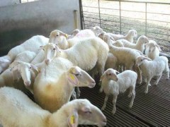 湖羊养殖种羊出售价格 40斤的湖羊价格