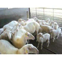 青山羊20斤的小羊價格小羊羔多少錢一只