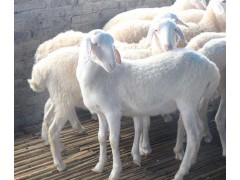 杜泊羊和湖羊杂交 湖羊种羊出售价格