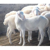 杜泊绵羊最新报价 杜泊绵羊多少钱一斤