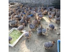 養(yǎng)鴕鳥(niǎo)效益高，非洲鴕鳥(niǎo)目前價(jià)格是多少錢(qián)一只