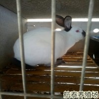 一只兔子養(yǎng)70天需要多少飼料？兔子飼料怎么配？