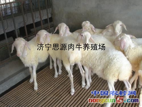 100只养羊棚设计图30斤小羊多少钱一只