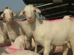波尔山羊价格目前价格 波尔山羊养殖价格