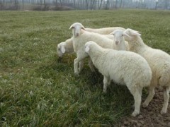 2个月大波尔山羊图片 波尔山羊公羊多少钱一只