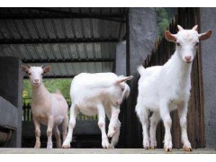40斤小羊的价格30斤羊羔多少钱小羊羔多少钱一斤