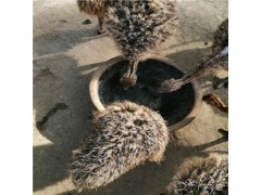 鴕鳥苗價格目前多少錢一只哪里可以買到