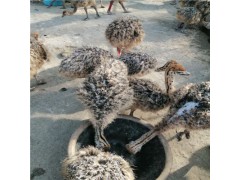 鴕鳥苗養(yǎng)殖場哪里有賣鴕鳥的現(xiàn)在鴕鳥苗價格