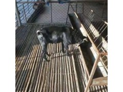 正宗黑山羊多少錢一斤養(yǎng)殖基地黑龍江活羊價格羊2020年