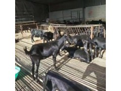 波爾山羊育肥現(xiàn)貨供應(yīng)2020到2020活羊價(jià)格預(yù)測(cè)