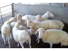 小尾寒羊养殖 30斤小羊多少钱一只