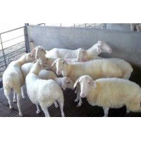 波爾山羊羊苗批發價格純種波爾山羊羊苗價格