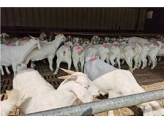 波尔山羊种苗价格 波尔山羊种羊价格