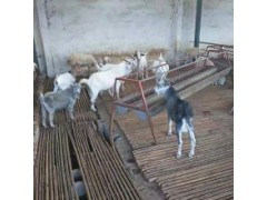 湖羊種羊多少錢一斤多少錢一斤現(xiàn)在活羊多少錢一斤