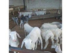 杜泊黑头杜泊羊养殖20斤小羊苗多少钱一只