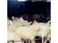 杜泊羊種羊基地多少錢一只最近幾天活羊價格行情