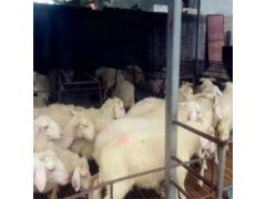 养殖美国白山羊养殖利润买40斤小羊多少钱一只