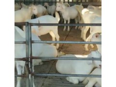 白山羊的价格养殖基地活羊价格今日羊价格表